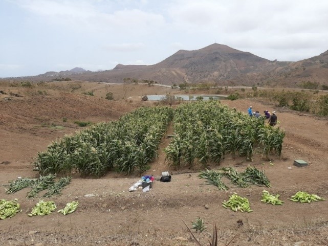 The photograph shows the corn crop at the time of harvesting data (production of fresh matter and classified ear) for the two experimental treatments of the Sta Catarina plot. The regulating pond can be seen in the background