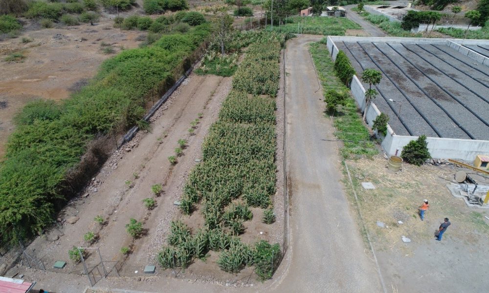 Sta Cruz_Sorghum and WWTP: The image shows the ETAR of Sta Cruz in the first phase of pilot project, seeded with Sorghum