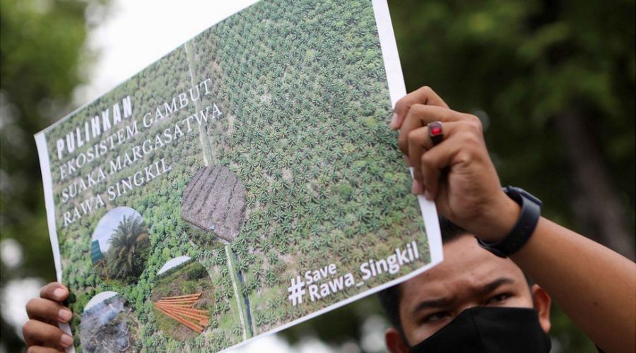 Deforestation in Indonesia has become a major political issue
