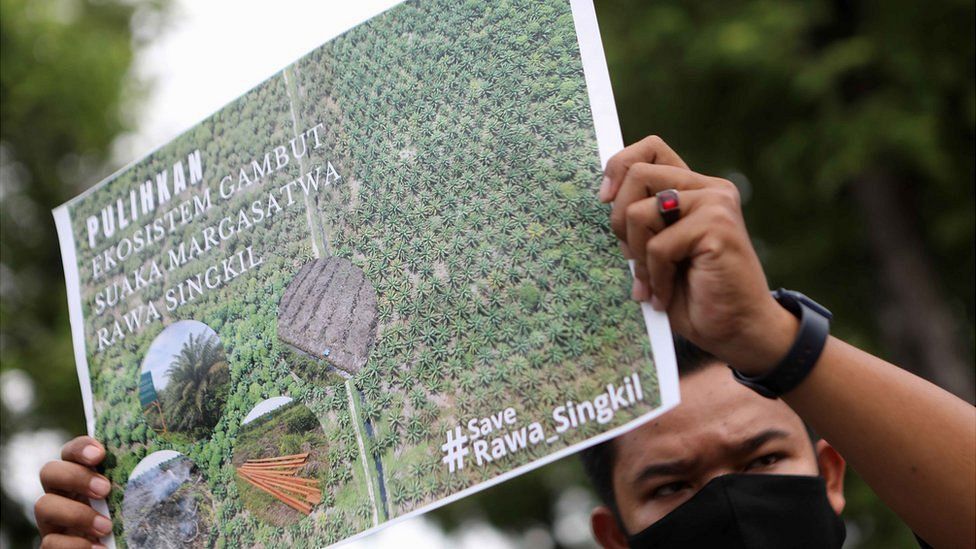 Deforestation in Indonesia has become a major political issue
